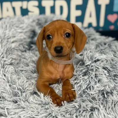 Female Dachshund Puppy for Sale in Charlotte, NC