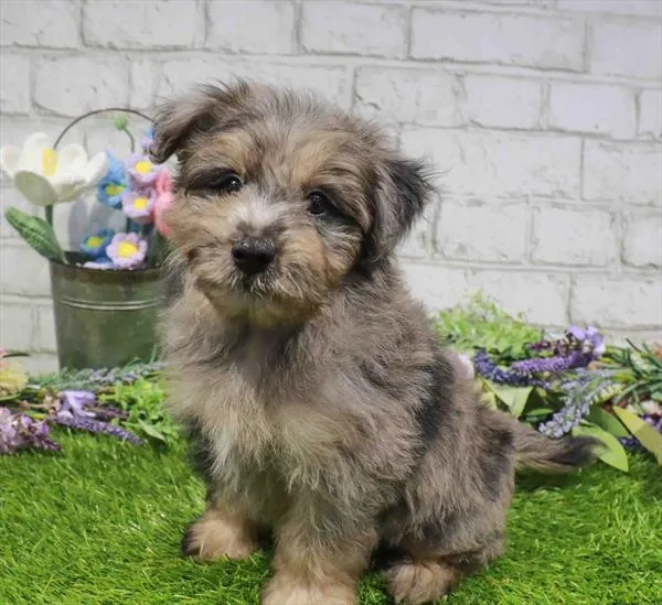 Male Pom-A-Poo puppy named Damien for sale at Waggles Charlotte.