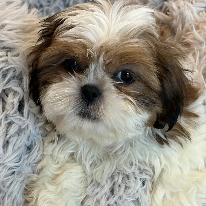 Male Shih Tzu Puppy for Sale in Greensboro, NC