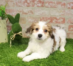 Male Papichon puppy named Dune for sale at Waggles Greensboro.