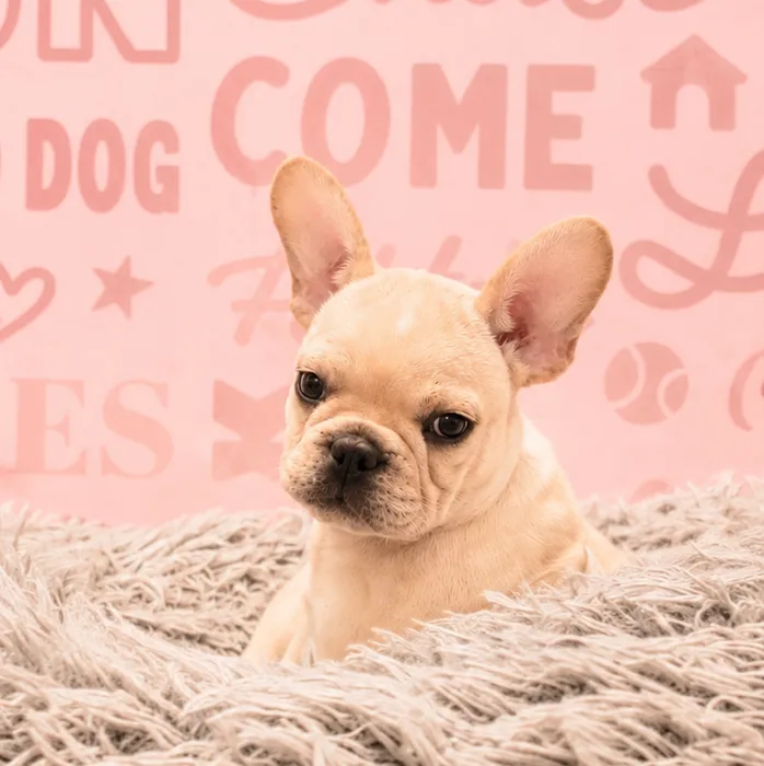 Male French Bulldog puppy named Toad for sale at Waggles Greensboro.