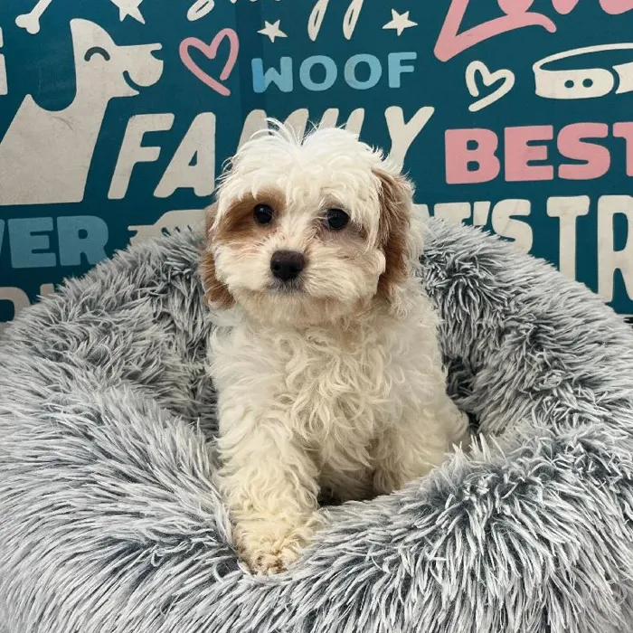 Female Cavapoo puppy named Strawberry for sale at Waggles Charlotte.