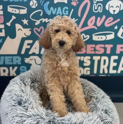Female Goldendoodle Puppy for Sale in Charlotte, NC