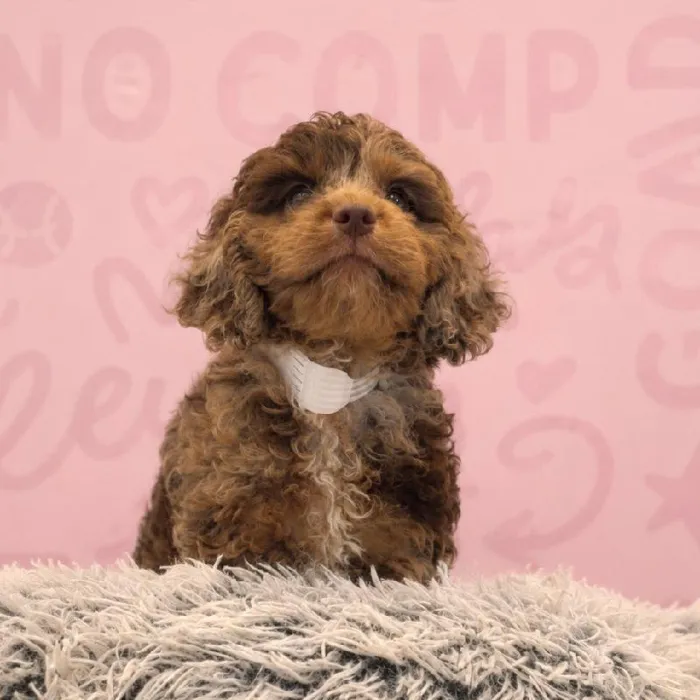 Male Cockapoo puppy named Koe for sale at Waggles Greensboro.