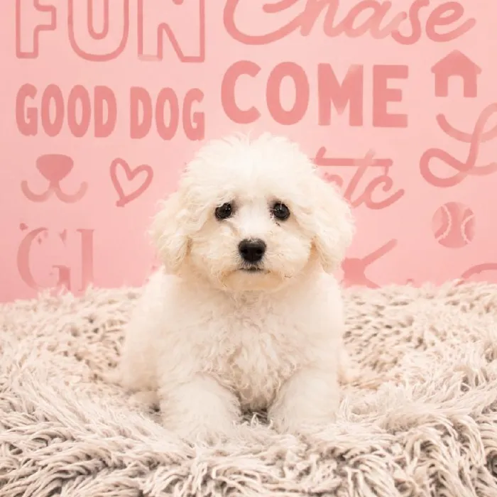 Male Bichon puppy named Frosty for sale at Waggles Greensboro.