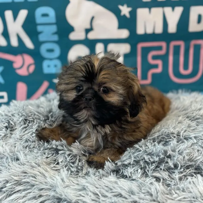 Male Shih Tzu Puppy for Sale in Charlotte, NC