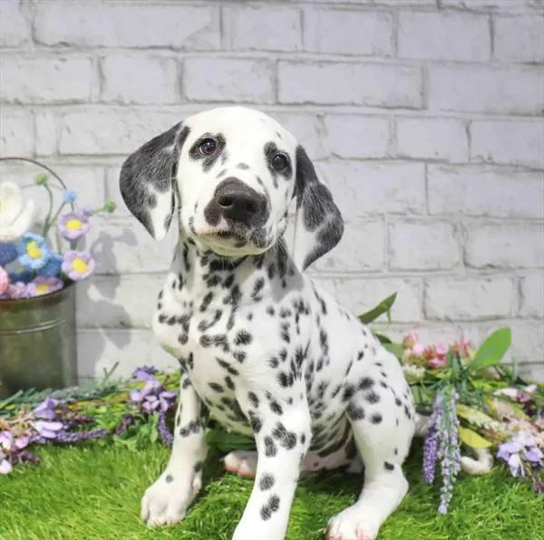 Male Dalmatian puppy named Bert for sale at Waggles Raleigh.