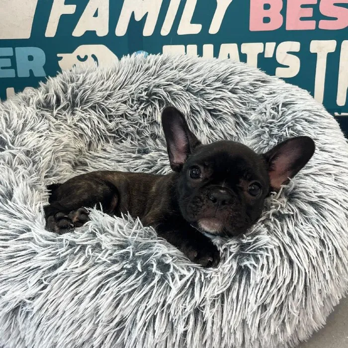 Female French Bulldog puppy named Cece for sale at Waggles Charlotte.