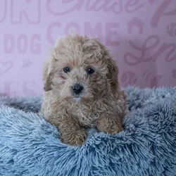 Male Maltipoo puppy named Cyrus for sale at Waggles Greensboro.
