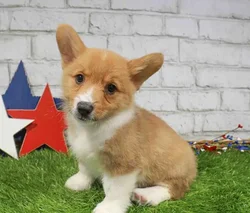 Male Pembroke Welsh Corgi puppy named Nikko for sale at Waggles Greensboro.