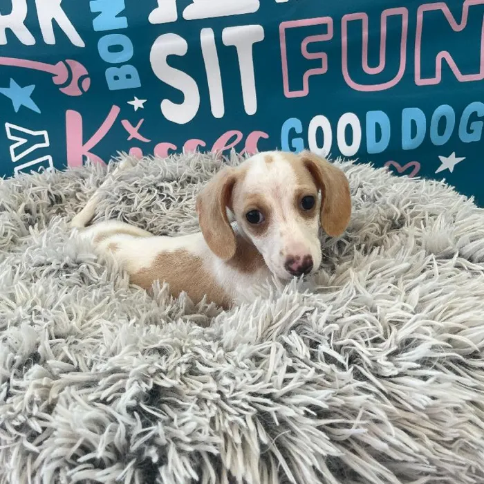 Male Dachshund Puppy for Sale in Charlotte, NC