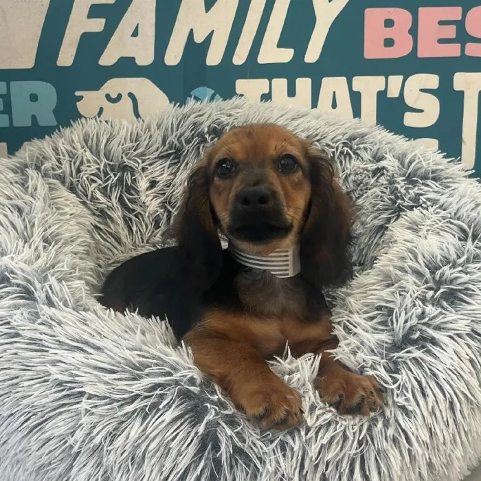 Male Dachshund puppy named Tucker for sale at Waggles Charlotte.