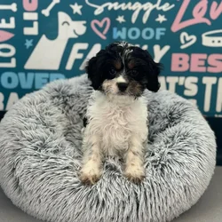 Male Cavapoo puppy named Cody for sale at Waggles Charlotte.