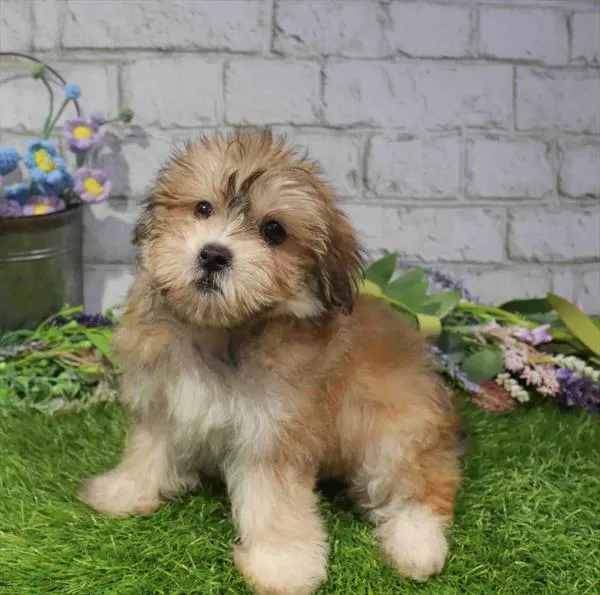 Female Morkie puppy named Maggie for sale at Waggles Charlotte.
