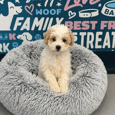 Female Bichapoo Puppy for Sale in Charlotte, NC