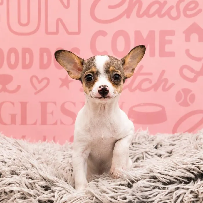 Female Chihuahua puppy named Rosalina for sale at Waggles Greensboro.