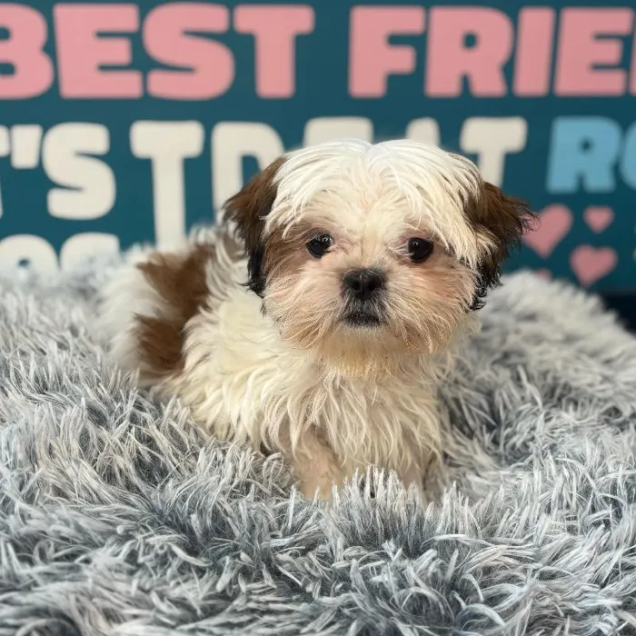Female Shih Tzu Puppy for Sale in Charlotte, NC