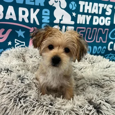 Male Morkie Puppy for Sale in Charlotte, NC