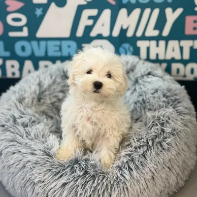 Male Maltese Puppy for Sale in Charlotte, NC