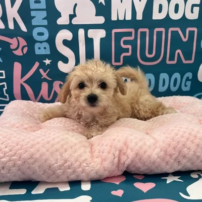 Male Chipoo Puppy for Sale in Charlotte, NC