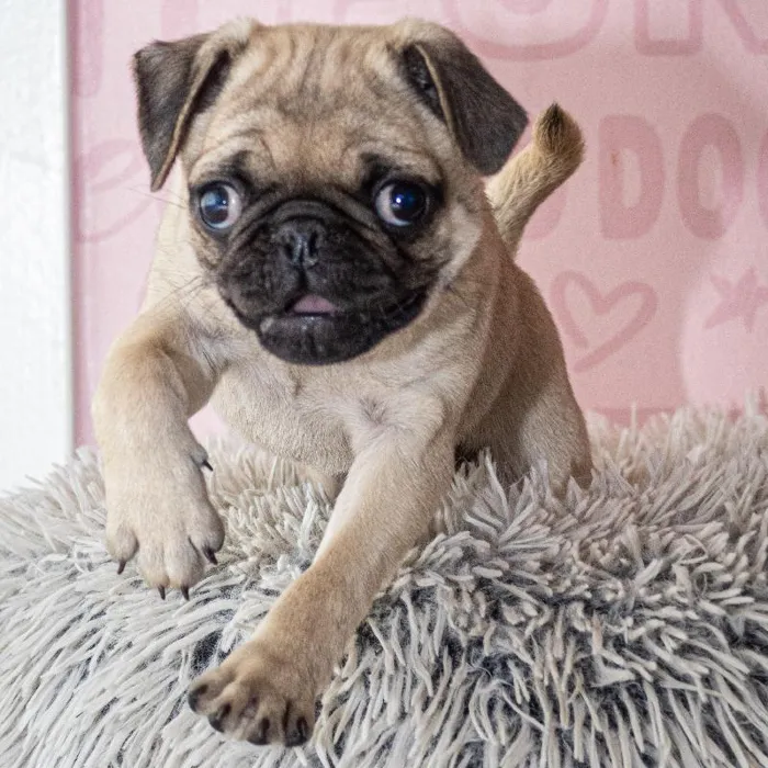 Female Pug puppy named Gummy for sale at Waggles Greensboro.