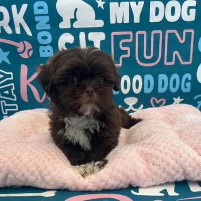 Male Shih Tzu Puppy for Sale in Charlotte, NC