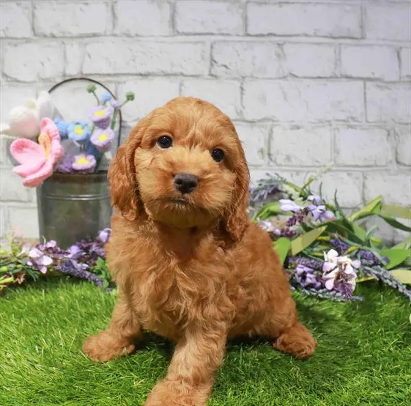 Male Cockapoo puppy named John for sale at Waggles Raleigh.