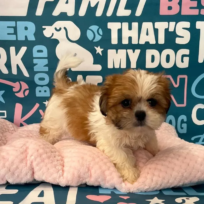 Female Shih Tzu Puppy for Sale in Charlotte, NC