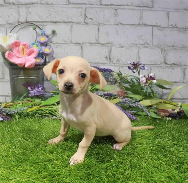 Female Chihuahua puppy for sale at Waggles Greensboro.