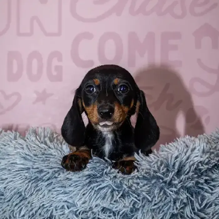 Female Dachshund puppy named Nani for sale at Waggles Greensboro.