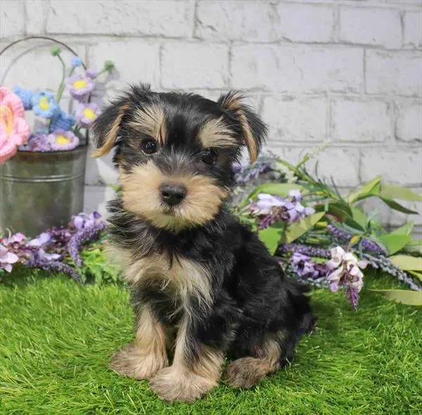 Male Yorkie puppy for sale at Waggles Greensboro.