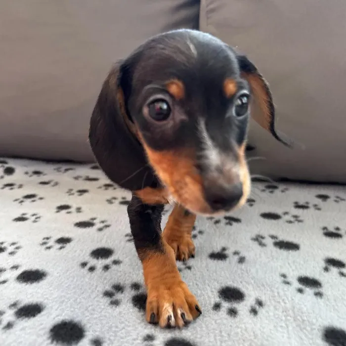 Male Dachshund Puppy for Sale in Charlotte, NC