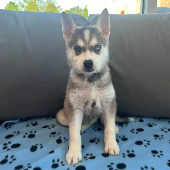 Female Alaskan Klee Kai Puppy for Sale in Charlotte, NC