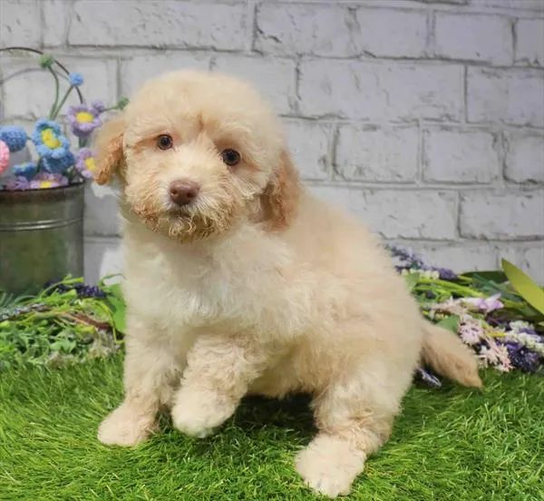 Female Havapoo puppy named Blanche for sale at Waggles Raleigh.