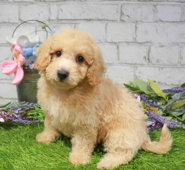 Male Bichapoo puppy named Thor for sale at Waggles Charlotte.