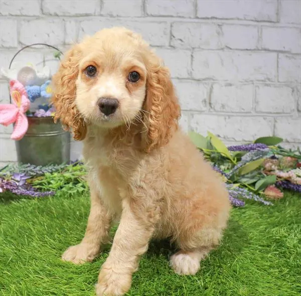 Female Cockapoo puppy named Honey for sale at Waggles Charlotte.