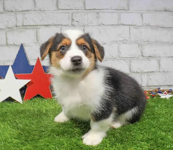 Female Pembroke Welsh Corgi puppy named Marine for sale at Waggles Greensboro.