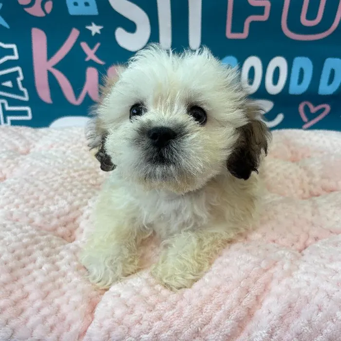 Female Teddy Bear Puppy for Sale in Charlotte, NC