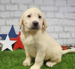 Male Labrador Retriever puppy named Boone for sale at Waggles Charlotte.