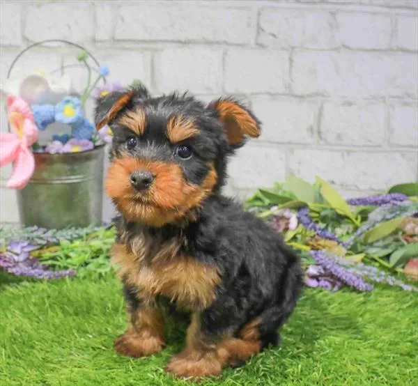 Male Silky Terrier puppy named Luke for sale at Waggles Greensboro.