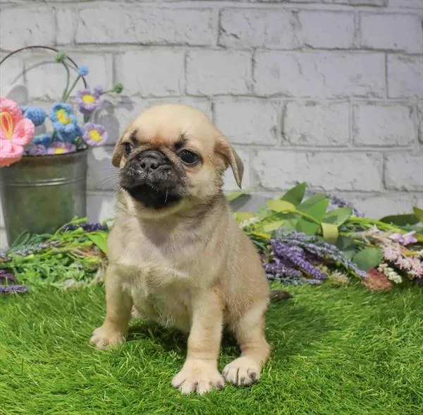 Male Pug puppy named Justin for sale at Waggles Greensboro.