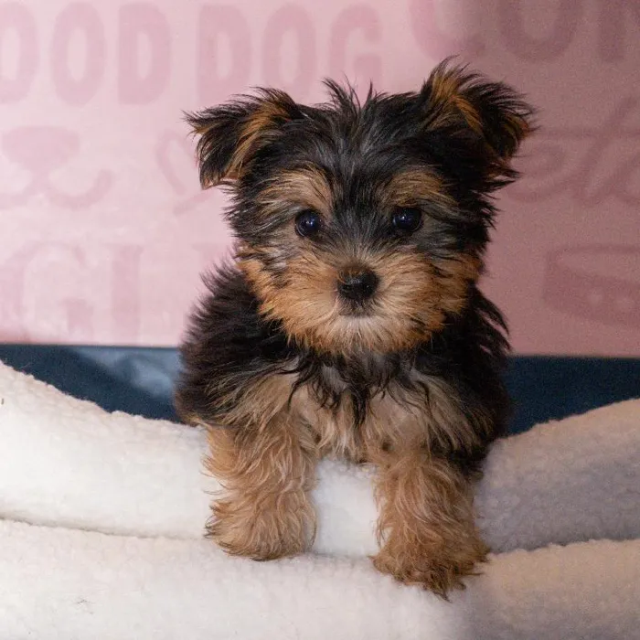 Female Yorkie puppy named Nutmeg for sale at Waggles Greensboro.