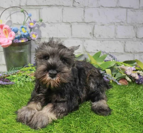 Male Mini Schnauzer puppy named Leon for sale at Waggles Greensboro.