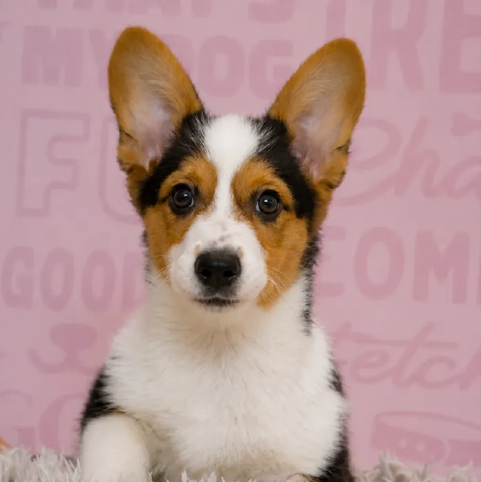 Female Pembroke Welsh Corgi puppy named Marine for sale at Waggles Greensboro.