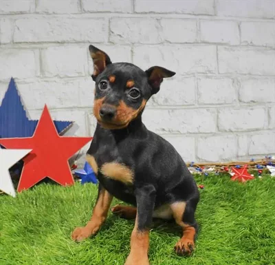 Male Min Pin puppy named Yogi for sale at Waggles Greensboro.