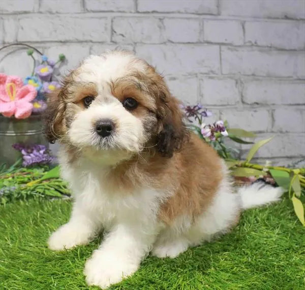 Male Hybrid puppy for sale at Waggles Greensboro.