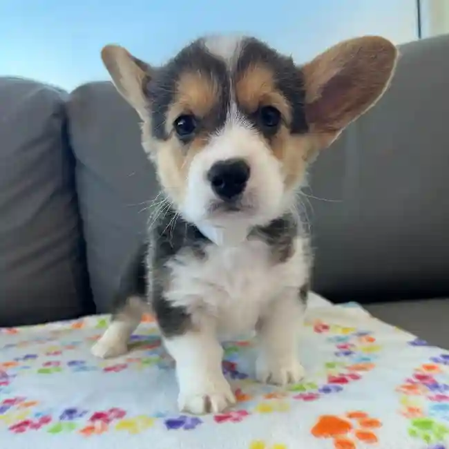 Female Pembroke Welsh Corgi Puppy for Sale in Charlotte, NC