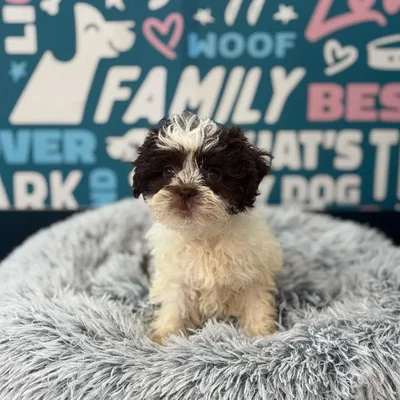 Female Shipoo Puppy for Sale in Charlotte, NC