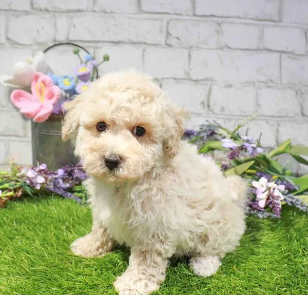 Female Bichapoo puppy named Pearl for sale at Waggles Charlotte.