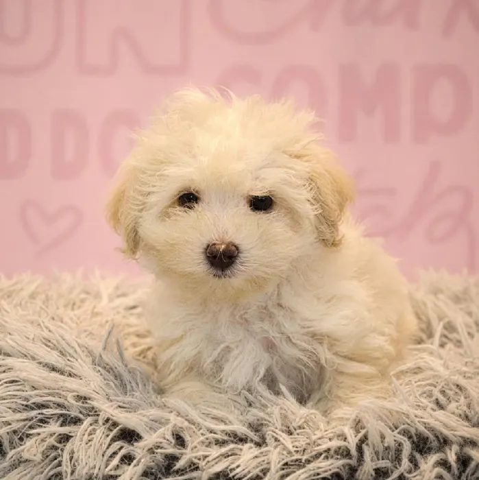 Male Maltipoo puppy named Morgan for sale at Waggles Greensboro.